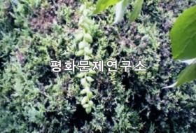 [자연지리]황철나무 열매