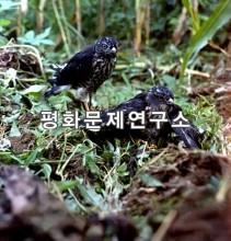 자모산 기슭에 있는 조롱이새