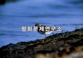 흰꼬리좀도요