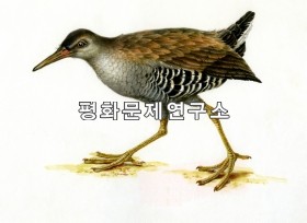 뜸부기