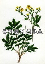 가는잎푸른딱지꽃