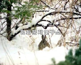 산토끼