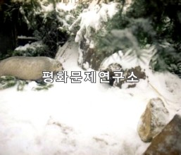 오소리