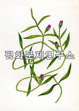 가는잎덩굴용담(좁은잎덩굴용담)