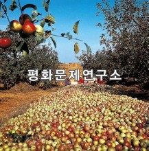 과일군 과수종합농장 사과선과장