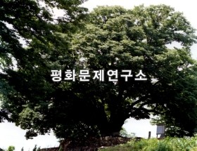 영천느티나무