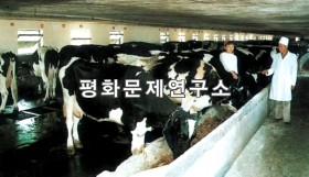 신천군 신천젖소목장 사육장