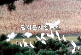 발산리 9.18저수지 저수지에 날아든 백학