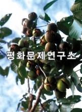 옹진군 옹진호두농장 호두나무