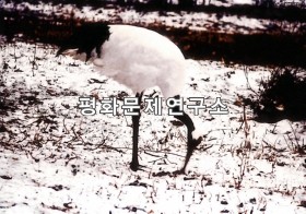 임진강연안 흰두루미