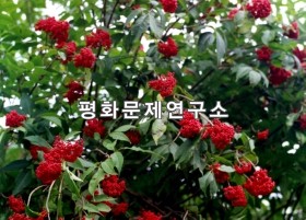 오갈피나무 마가목열매