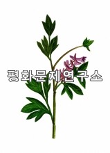 큰뿔꽃부전투구꽃