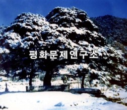 가진소나무(천연기념물 제273호)