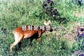 복작노루(고라니)