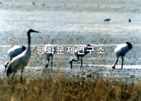 해중리 흰두루미(두루미)