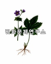 부전털쥐손이풀