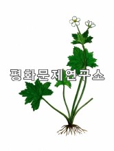 쌍둥바람꽃