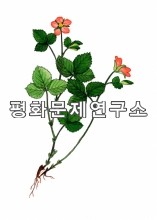 두메딸기