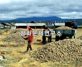 장진군 장진협동농장 감자수확