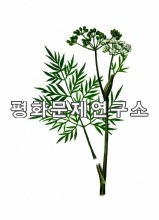 가는바디