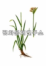 솜골