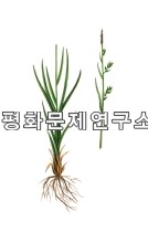 나도그늘사초
