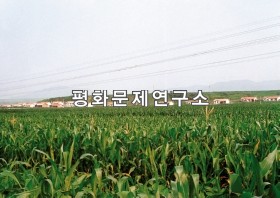 경흥읍 은덕협동농장 옥수수밭