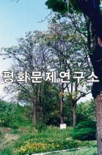 우암산벗나무군락(천연기념물 제338호)
