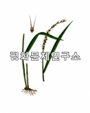 수염마양초