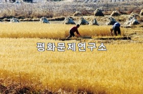 사수리 추수풍경