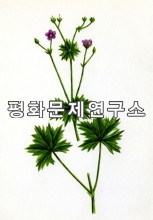 털쥐손이풀