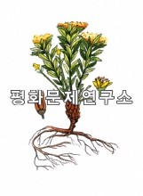 가는돌꽃