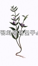 가는골무꽃