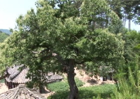 개심사약밤나무(천연기념물 제322호)