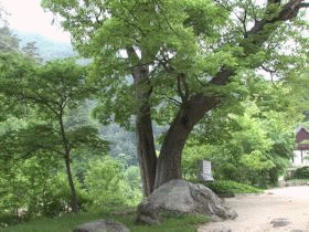석왕사 느티나무 (천연기념물 제208호)