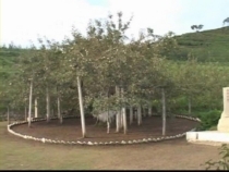 용전사과나무(룡전사과나무, 천연기념물 제284호)